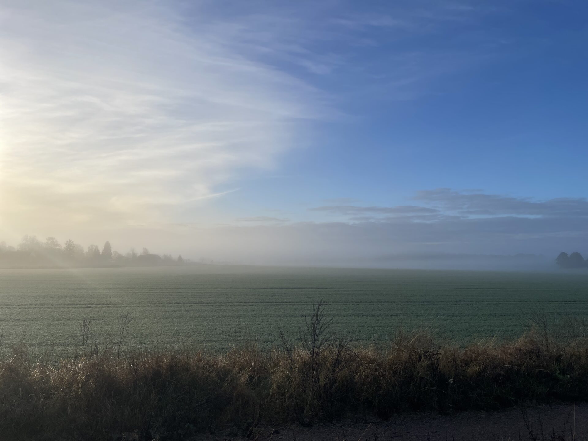 Fog over field