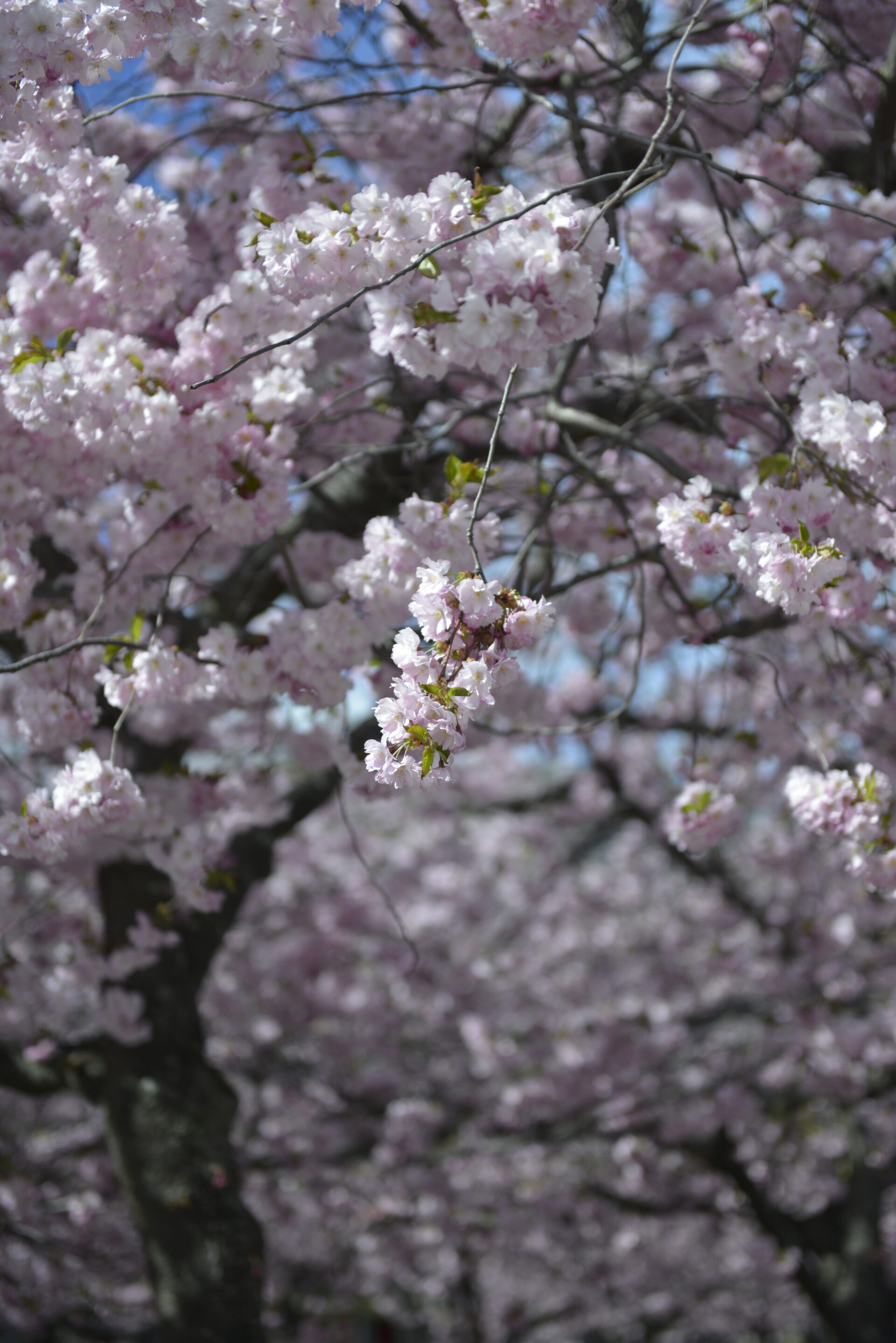 Pink flowers Stockholm