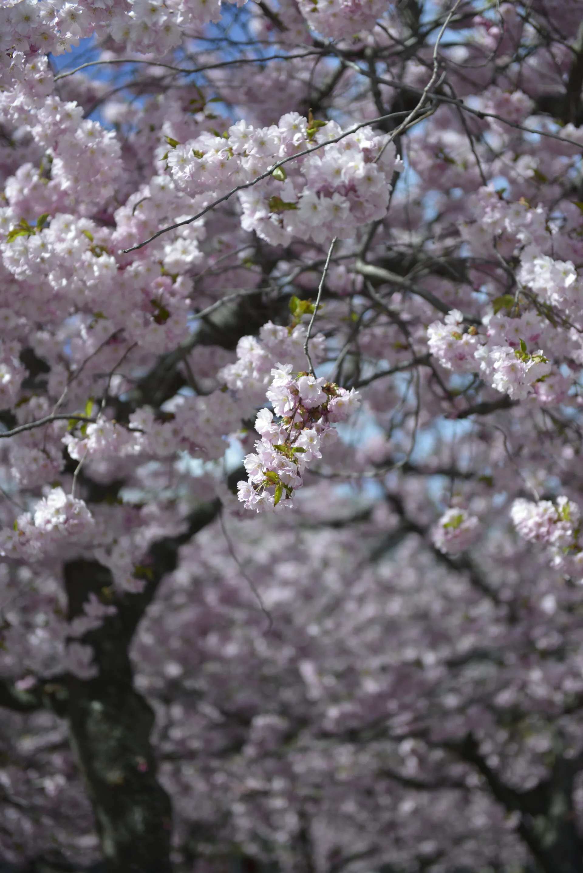 Pink flowers Stockholm